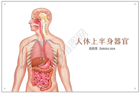人体上半身器官医疗插画背景图片