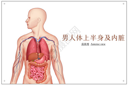 人体呼吸系统男人体上半身及内脏医疗插画插画
