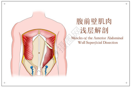 腹前壁肌肉浅层解剖医疗插画图片
