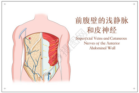 血皮菜前腹壁的浅静脉和皮神经插画