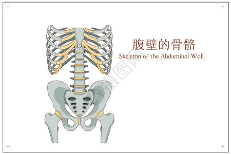 人体骨架腹壁的骨骼医疗插画插画