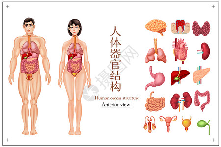 肝脏肾脏人体器官结构图集插画插画