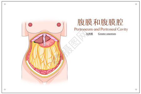 腹膜和腹腔膜大网膜医疗插画图片