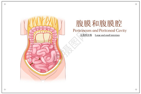 腹膜和腹腔膜大肠和小肠医疗插画高清图片