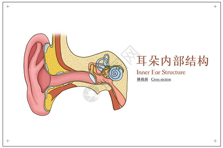 听力耳朵结构横截面医疗插画插画