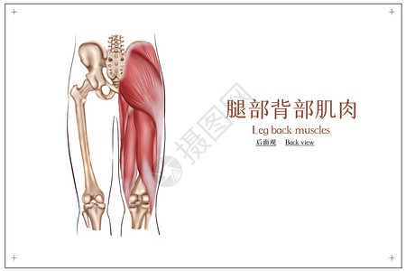 腿部背部肌肉解剖插画图片