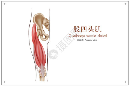 骨盆肌肉医疗股头肌插画插画