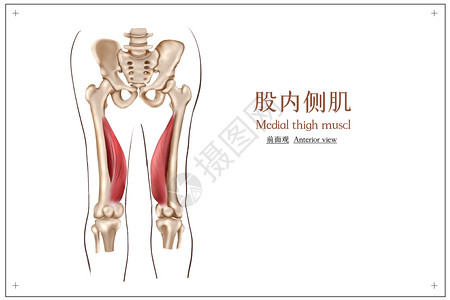 人体医疗科技大腿股内侧肌插画插画
