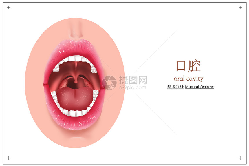 医疗口腔插画图片