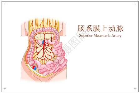 右臀上动脉肠系膜上动脉医疗插画插画