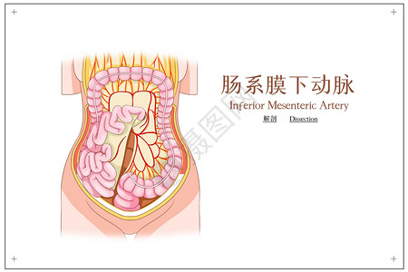 肠系膜下动脉高清图片