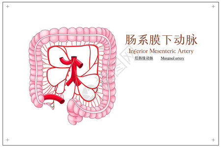 乙型结肠肠系膜下动脉结肠缘动脉医疗插画插画