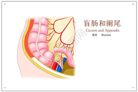 盲肠和阑尾解剖医疗插画背景图片