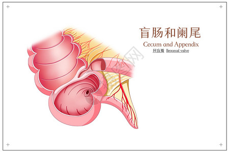 肠道结构盲肠和阑尾回盲瓣医疗插画插画