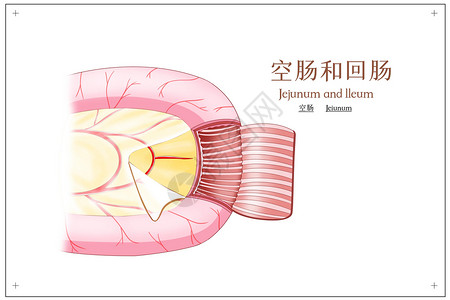 肠道结构空肠和回肠空肠医疗插画插画