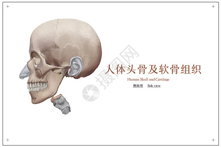 人体头骨及软骨组织医疗插画图片