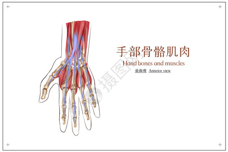 健和医学手部骨骼医疗插画插画