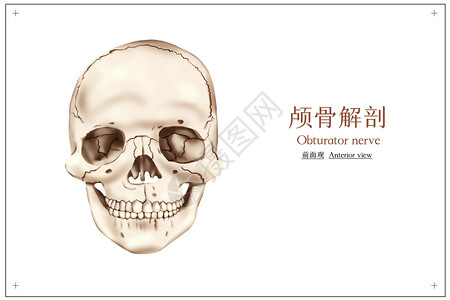 人体颅骨医疗插画背景图片