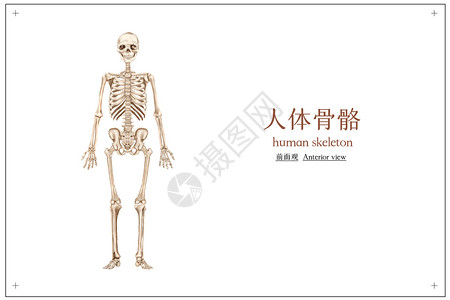 人体骨骼骷髅医疗插画图片