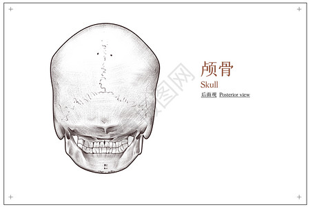 头部颅骨后面观医疗插画图片