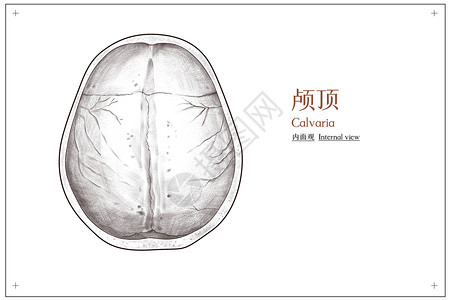 头部颅顶内面观医疗插画背景图片