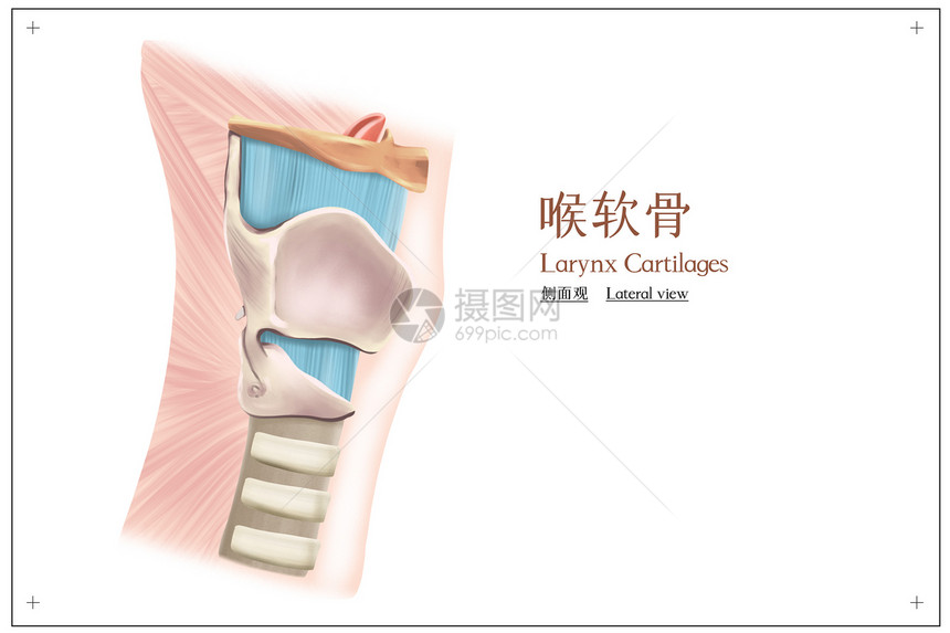 喉软骨侧面观医疗插画图片