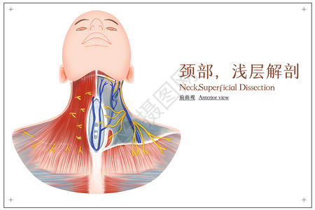 颈部肌肉颈部浅层解剖前面观医疗插画插画