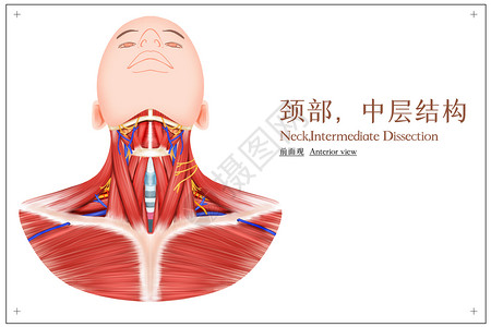 颈部保养颈部中层结构前面观医疗插画插画