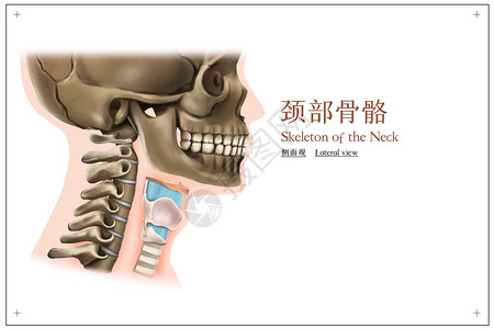 颈部骨骼侧面观医疗插画背景图片