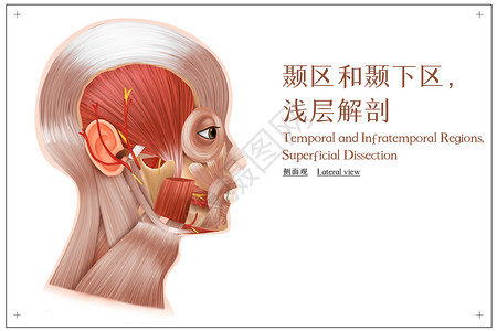 头部肌肉颞区和颞下区浅层解剖侧面观插画
