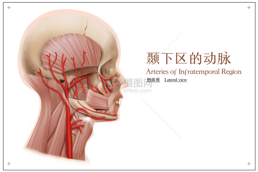 颞下区的动脉侧面观医疗插画图片