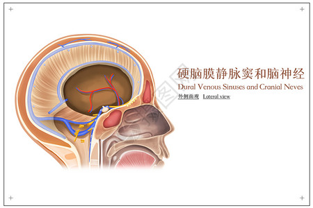 硬脑膜静脉窦和脑神经外侧面观医疗插画背景图片