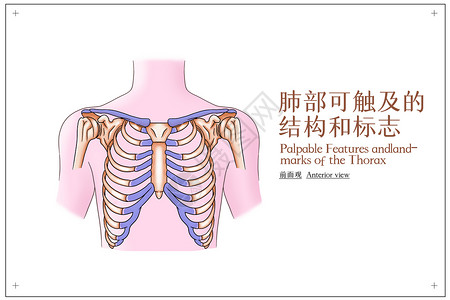 腹部可触及的结构和标志胸部可触及的结构和标志前面观医疗插画插画