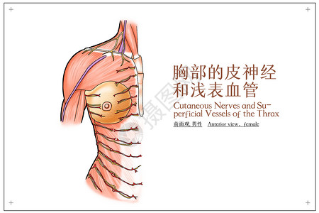大菱肌胸部的皮神经和浅表血管前面观男性医疗插画插画