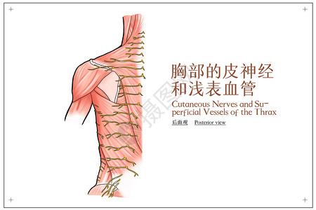 胸部的皮神经和浅表血管后面观医疗插画高清图片