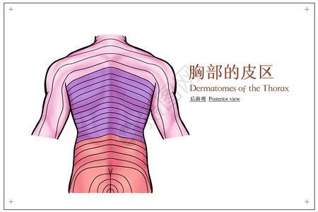 留观区胸部的皮区后面观医疗插画插画