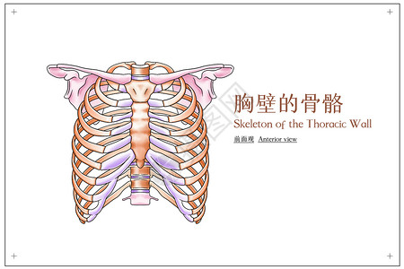 有肋骨的胸壁的骨骼前面观医疗插画插画