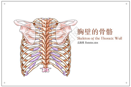 胸壁的骨骼后面观医疗插画背景图片