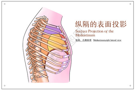 纵隔的表面投影右侧面观医疗插画高清图片