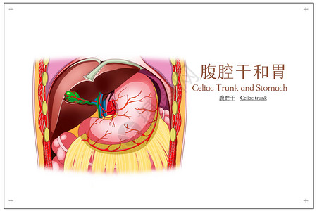 腹腔干和胃腹腔干医疗插画插画