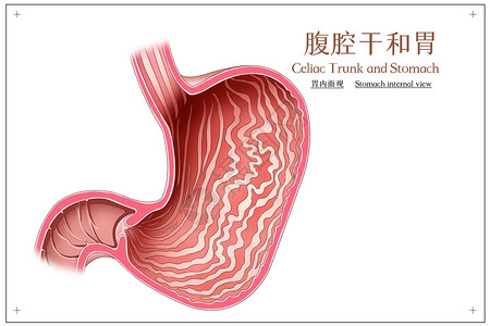 腹腔干和胃胃内面观医疗插画插画