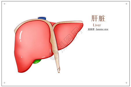 腹部器官肝脏前面观医疗插画插画