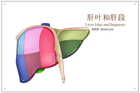 肝叶和肝段前面观医疗插画背景图片