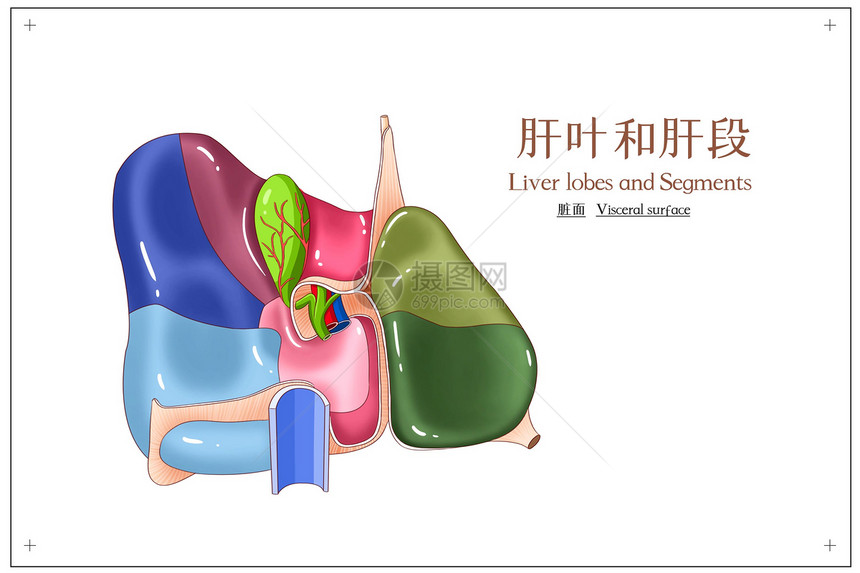 肝叶和肝段脏面医疗插画图片
