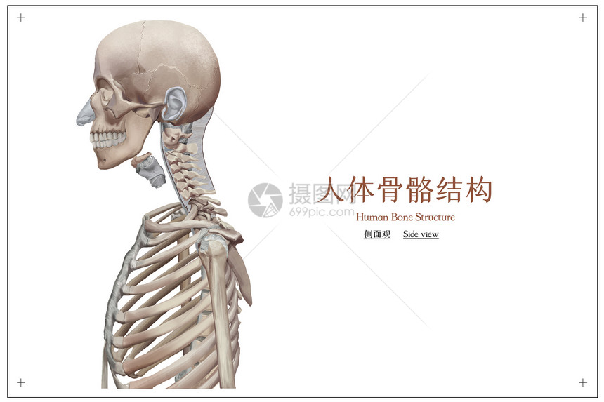 人体骨骼结构医疗插画图片