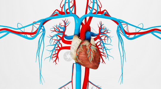 人体心脏血管场景背景图片