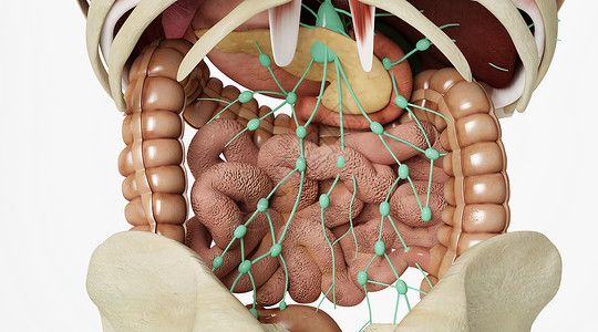 人体肠胃相关淋巴组织背景图片