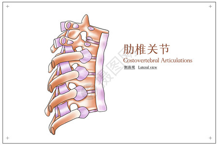 肋椎关节侧面观医疗插画背景图片