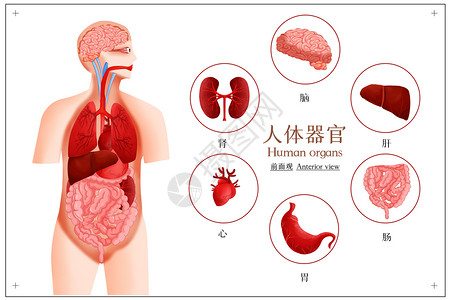 肝脏肾脏人体系统器官图插画插画
