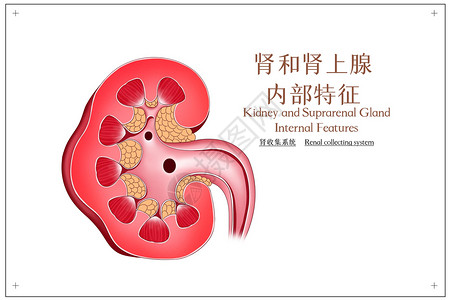 人体内部肾和肾上腺内部特征肾收集系统医疗插画插画